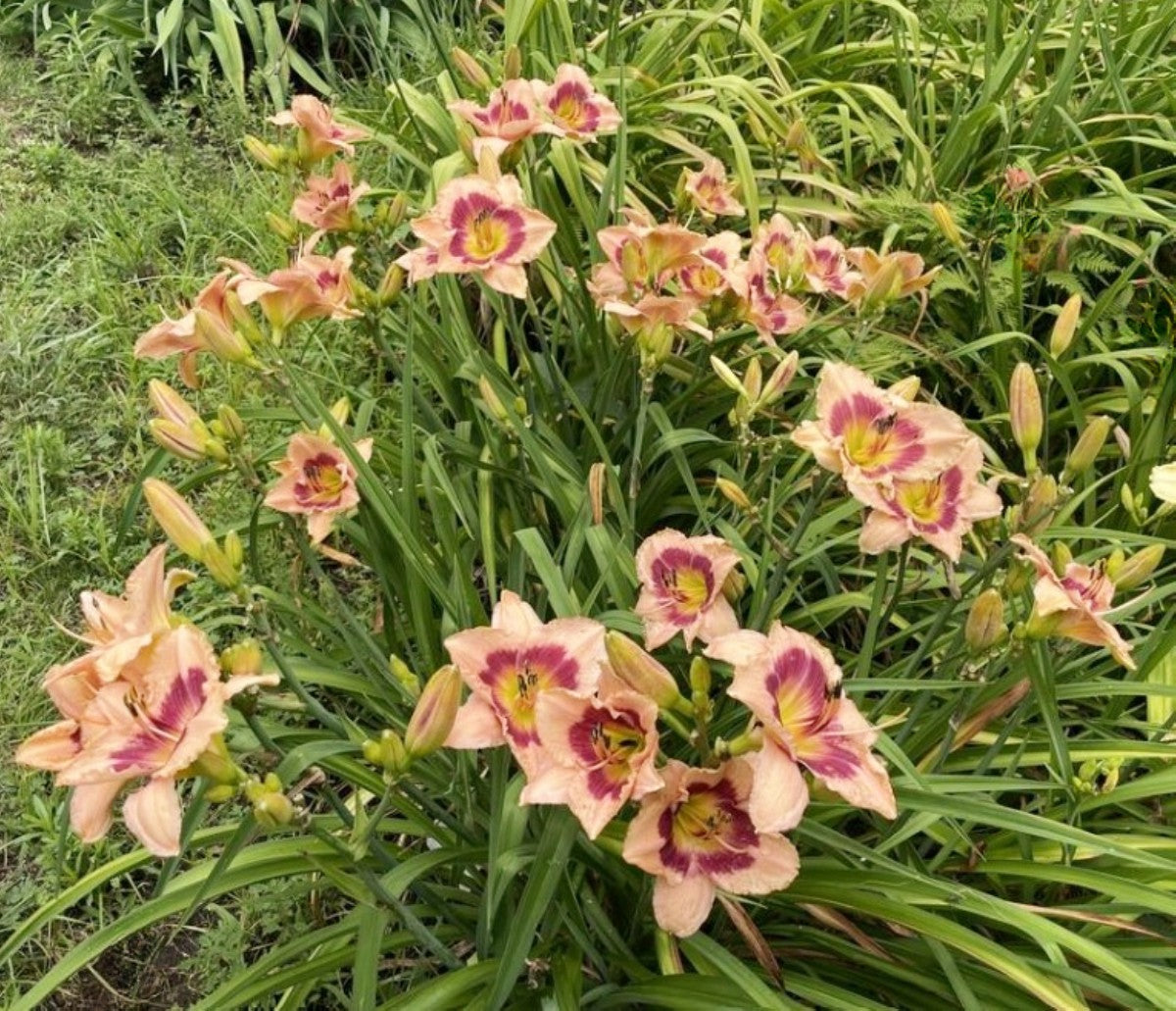Daylily 'Wineberry Candy' 4 3/4" Salmon Pink Fragrant Blooms on 22" Scapes