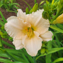 Daylily 'Lullaby Baby' Blush Pink 3 1/2" Fragrant Blooms on 19" Flower Scapes