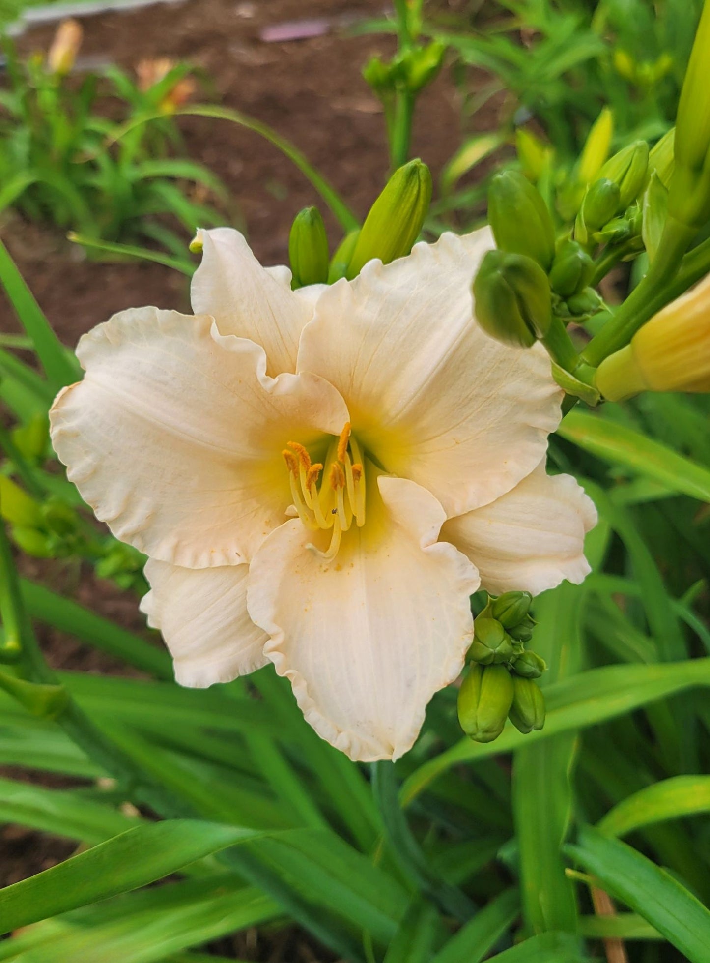 Daylily 'Lullaby Baby' Blush Pink 3 1/2" Fragrant Blooms on 19" Flower Scapes