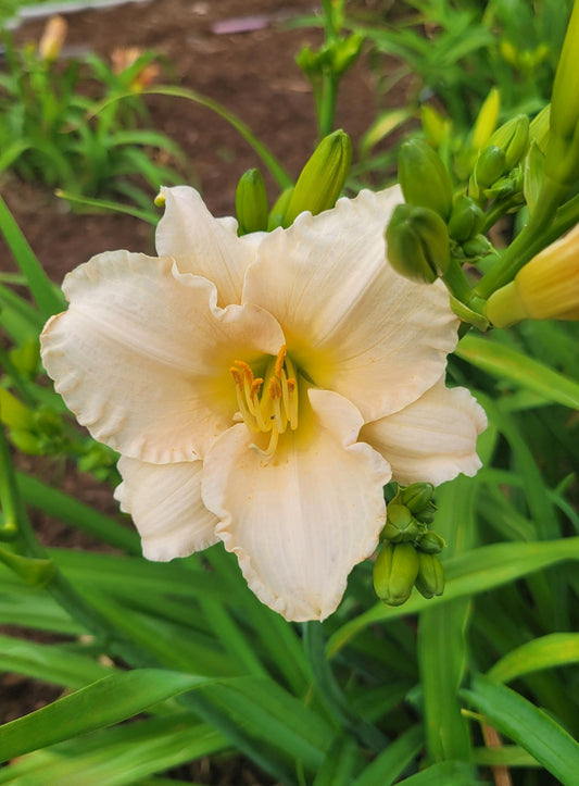 Daylily 'Lullaby Baby' Blush Pink 3 1/2" Fragrant Blooms on 19" Flower Scapes