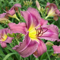 Daylily 'Trahlyta' Beautiful Fragrant 6 1/2" Violet Flowers on 30" Flower Scapes