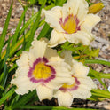 Daylily 'Pandora's Box' 4" Cream Fragrant Blooms Purple Eye on 18" Flower Scapes