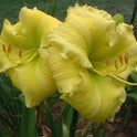 Beauty to Behold Daylily 24-26" Scapes, 6" Lemon Yellow Flowers, 2 Fans