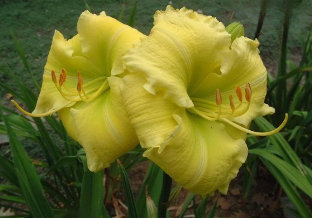 Beauty to Behold Daylily 24-26" Scapes, 6" Lemon Yellow Flowers, 2 Fans