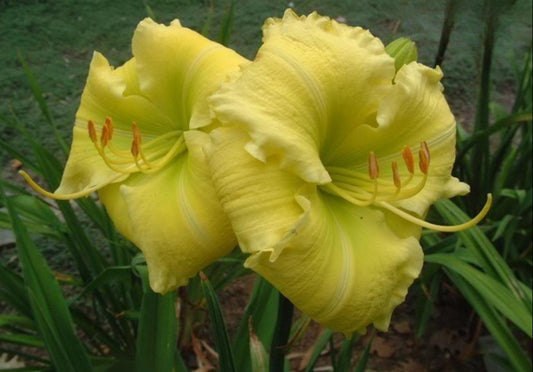 Beauty to Behold Daylily 24-26" Scapes, 6" Lemon Yellow Flowers, 2 Fans