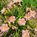Daylily 'Magic Amethyst' Lavender Mauve Fragrant Flowers on 27" Flower Scapes