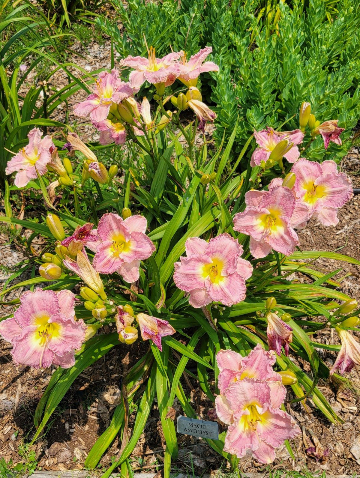 Daylily 'Magic Amethyst' Lavender Mauve Fragrant Flowers on 27" Flower Scapes