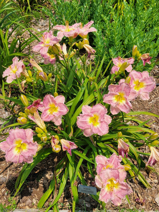 Daylily 'Magic Amethyst' Lavender Mauve Fragrant Flowers on 27" Flower Scapes