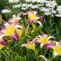 Daylily 'Andy's Awe' 6" Purple and White Blooms on 34" Flower Scapes