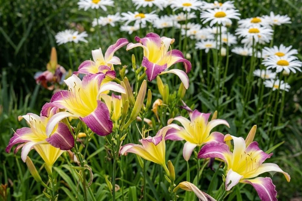 Daylily 'Andy's Awe' 6" Purple and White Blooms on 34" Flower Scapes