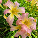 Daylily 'Orchid Corsage' Huge, Showy Lavender Pink 7.5" Blooms on 32" Scapes