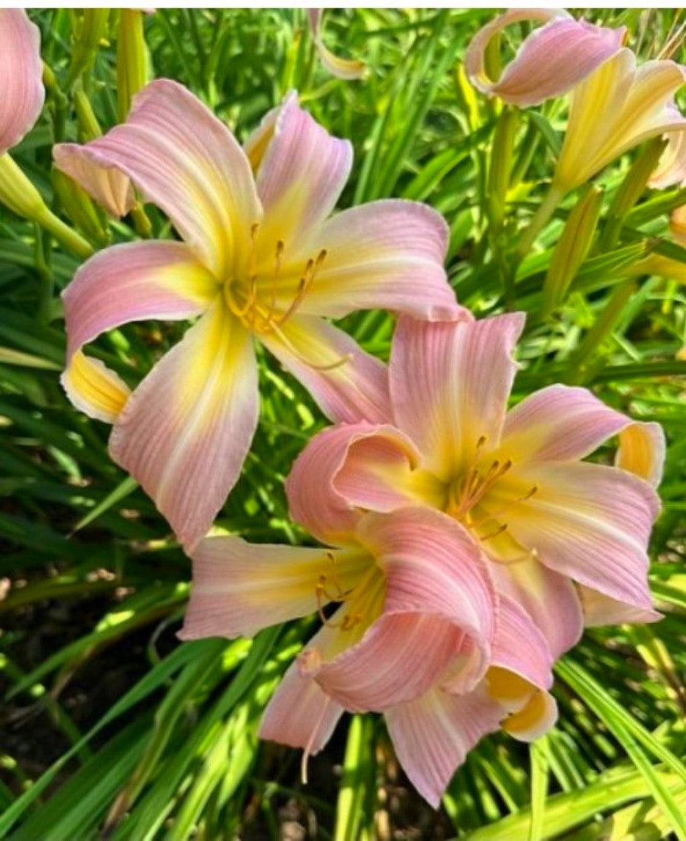 Daylily 'Orchid Corsage' Huge, Showy Lavender Pink 7.5" Blooms on 32" Scapes