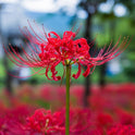 Red Spider Lily, Lycoris Radiata, Magic Lily Amaryllis Heirloom Bulbs, Set of 2