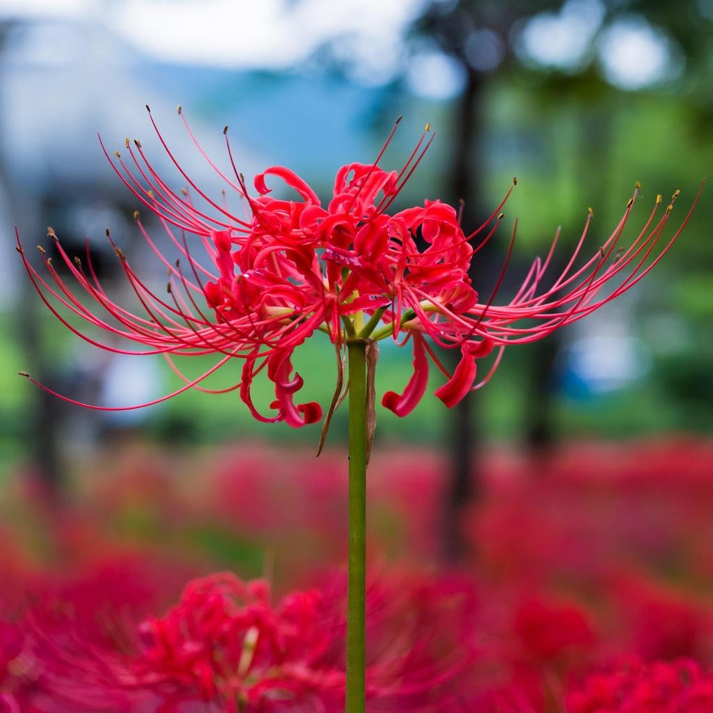 Red Spider Lily, Lycoris Radiata, Magic Lily Amaryllis Heirloom Bulbs, Set of 2