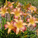 Daylily 'Wolverine' Rose Pink 7 1/4" Edged, Toothed Blooms, 38" Scape Height