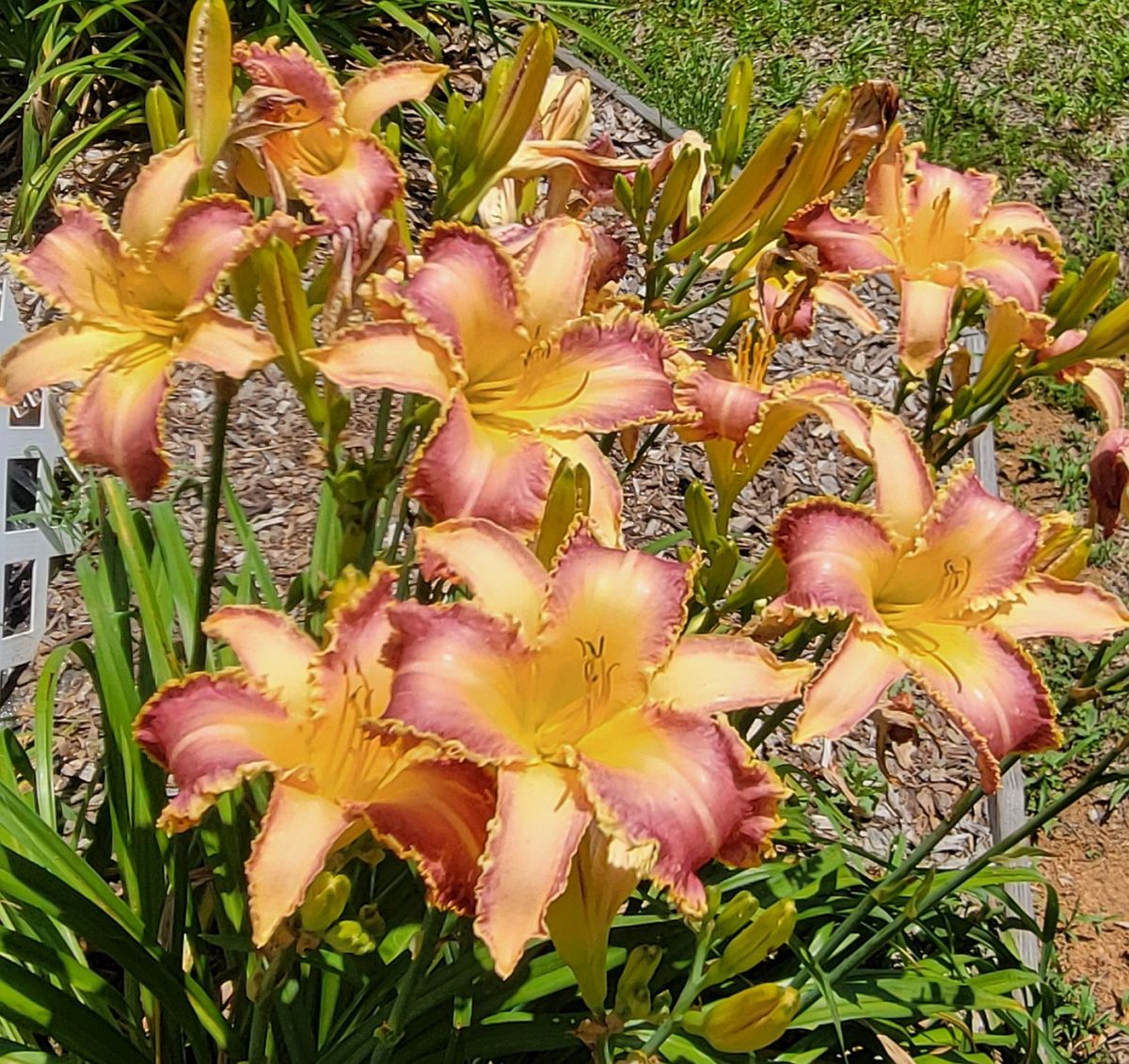 Daylily 'Wolverine' Rose Pink 7 1/4" Edged, Toothed Blooms, 38" Scape Height
