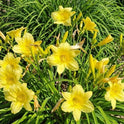 Daylily 'Fragrant Returns' 3 1/2" Bright Yellow Blooms on 18" Flower Scapes