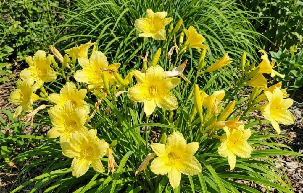 Daylily 'Fragrant Returns' 3 1/2" Bright Yellow Blooms on 18" Flower Scapes