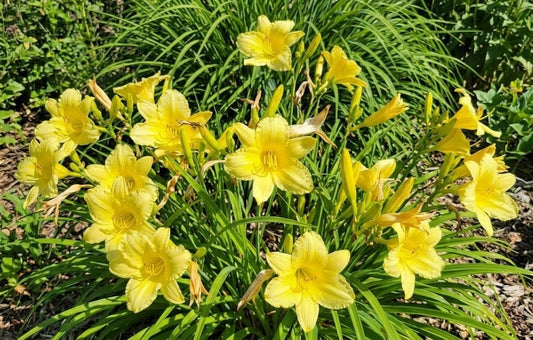 Daylily 'Fragrant Returns' 3 1/2" Bright Yellow Blooms on 18" Flower Scapes