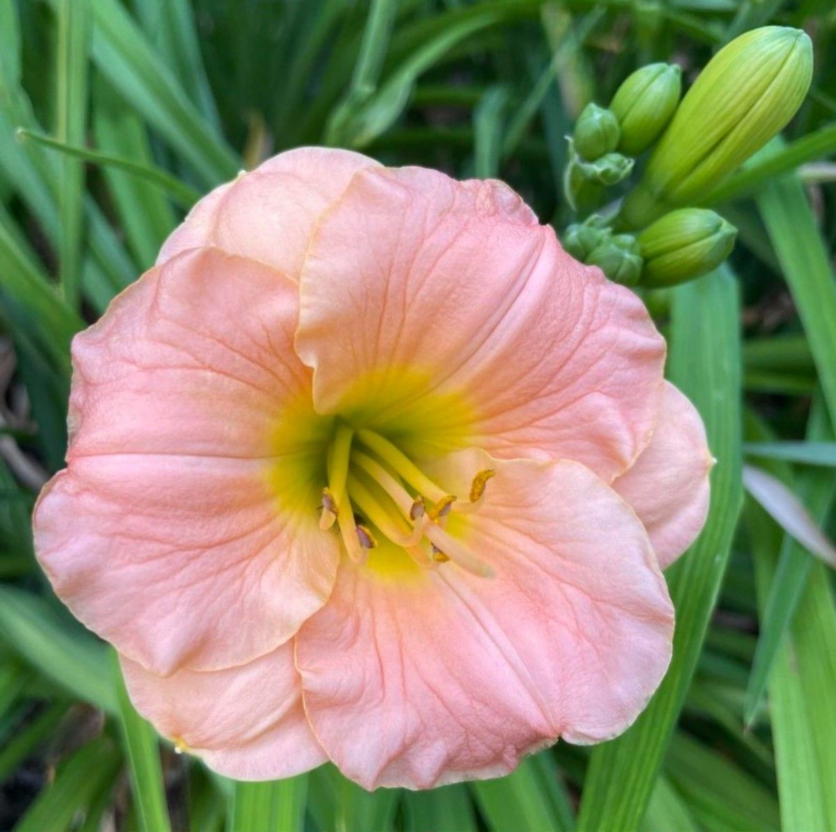 Daylily 'Pink Puff' Showy and Fragrant 3.5" Pink Blooms on 21" Scapes