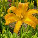 Daylily 'Tennessee Tan' Light Brown Tan 4 3/4" Blooms on 36" Flower Scapes