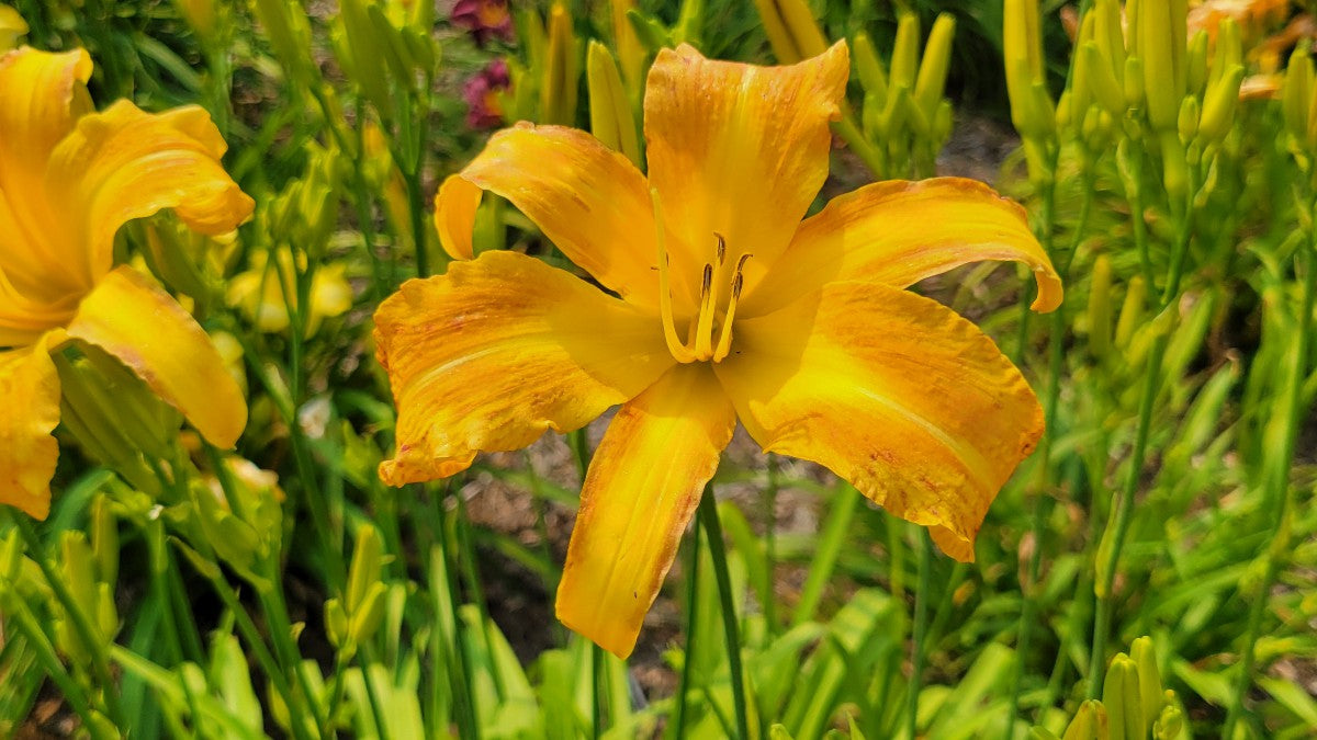 Daylily 'Tennessee Tan' Light Brown Tan 4 3/4" Blooms on 36" Flower Scapes