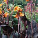 Canna 'Giant Wyoming' 60-72", Dark Foliage, Orange Flowers