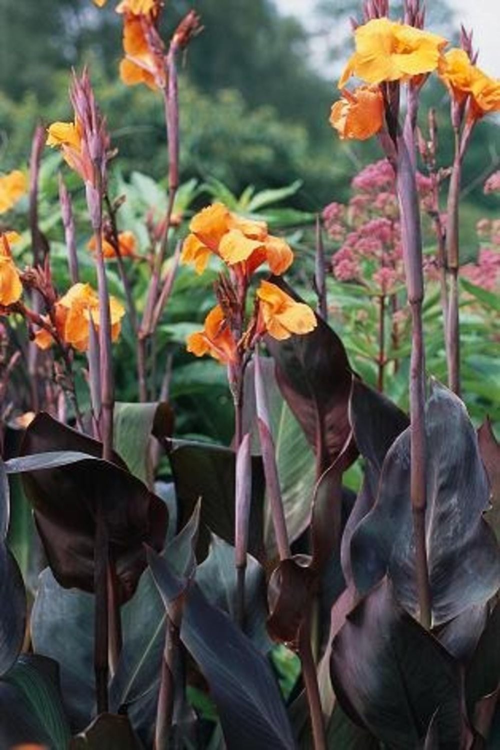 Canna 'Giant Wyoming' 60-72", Dark Foliage, Orange Flowers