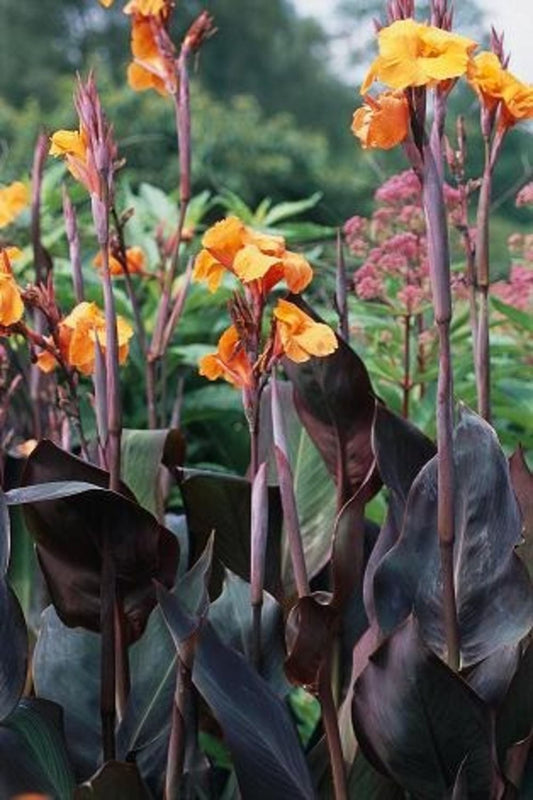 Canna 'Giant Wyoming' 60-72", Dark Foliage, Orange Flowers