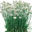 Garlic Chives Allium Tuberosum, Tall White Late Summer Flowers, 10 Bulbs