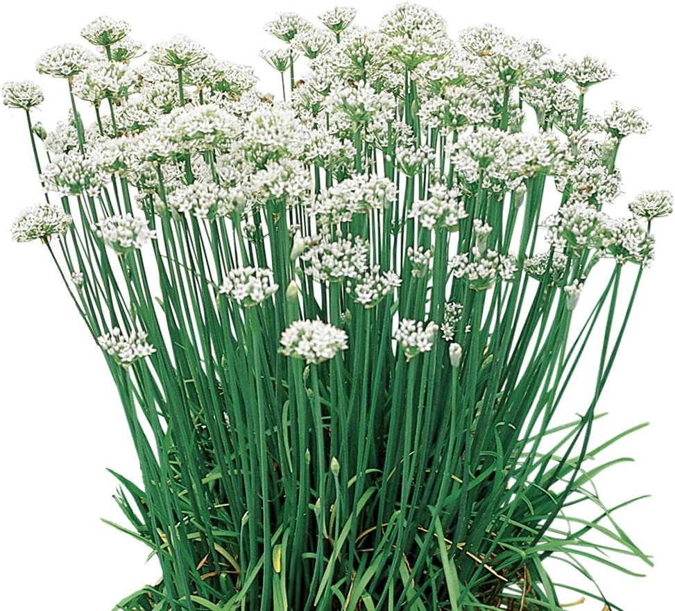 Garlic Chives Allium Tuberosum, Tall White Late Summer Flowers, 10 Bulbs