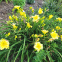 Dayily 'Harbor Mist' 5 1/2" Bright Soft Yellow Blooms on 28" Flower Scapes