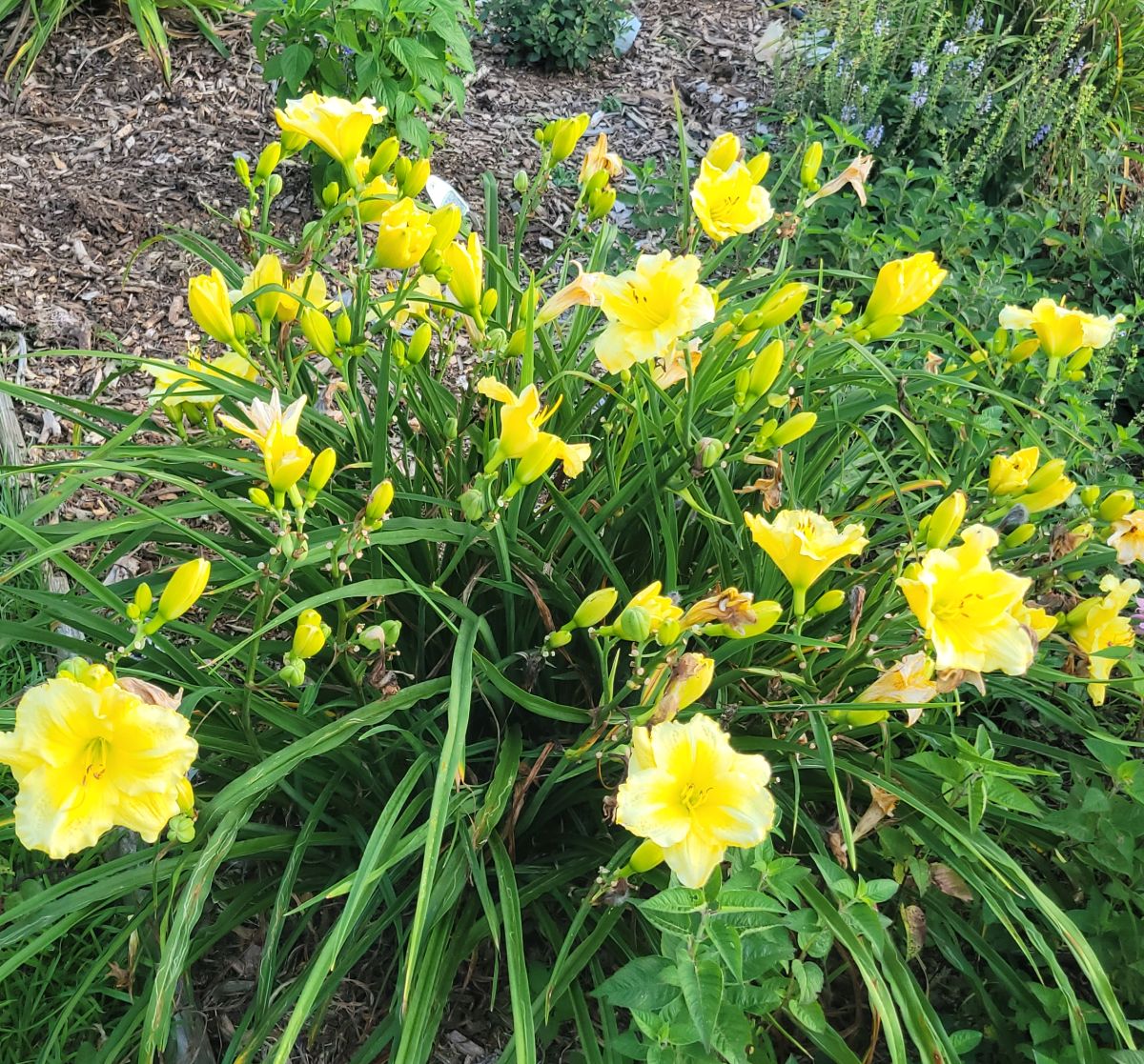 Dayily 'Harbor Mist' 5 1/2" Bright Soft Yellow Blooms on 28" Flower Scapes