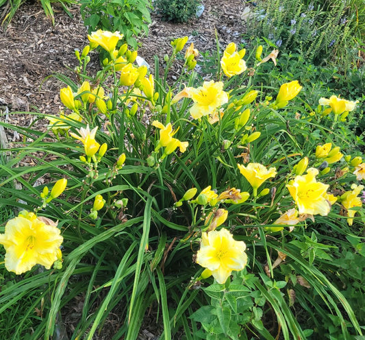 Dayily 'Harbor Mist' 5 1/2" Bright Soft Yellow Blooms on 28" Flower Scapes