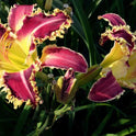 Daylily 'Larry's Twilight Bite' Cranberry Purple Large 8-9" Blooms on 31" Scapes