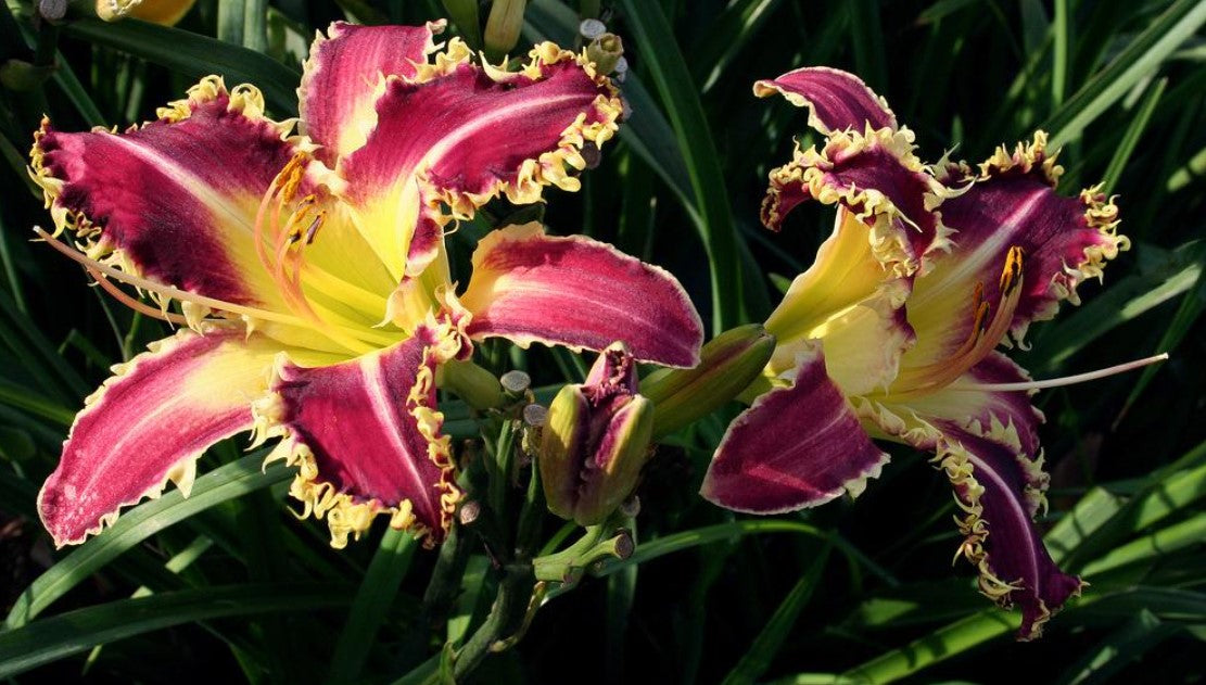 Daylily 'Larry's Twilight Bite' Cranberry Purple Large 8-9" Blooms on 31" Scapes