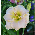 Daylily 'Taos' Beautiful Pastel Cream and Pink Flowers on 24" Flower Scapes