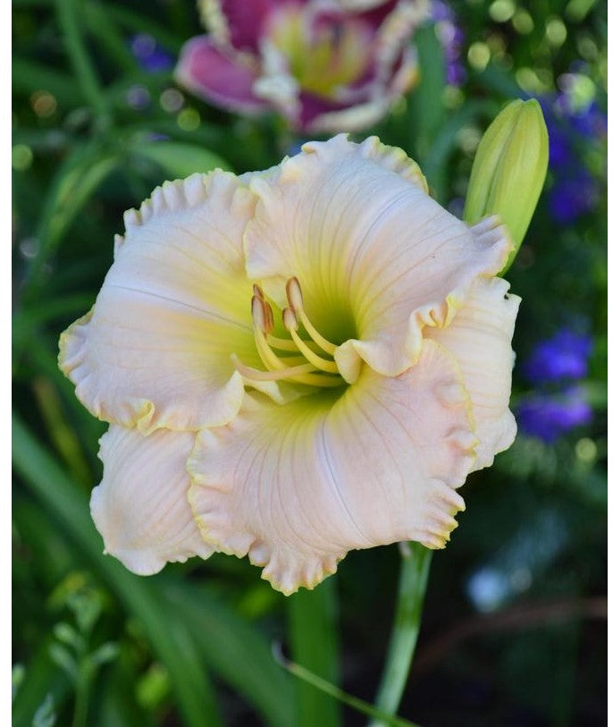 Daylily 'Taos' Beautiful Pastel Cream and Pink Flowers on 24" Flower Scapes