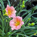 Daylily 'Pink Puff' Showy and Fragrant 3.5" Pink Blooms on 21" Scapes