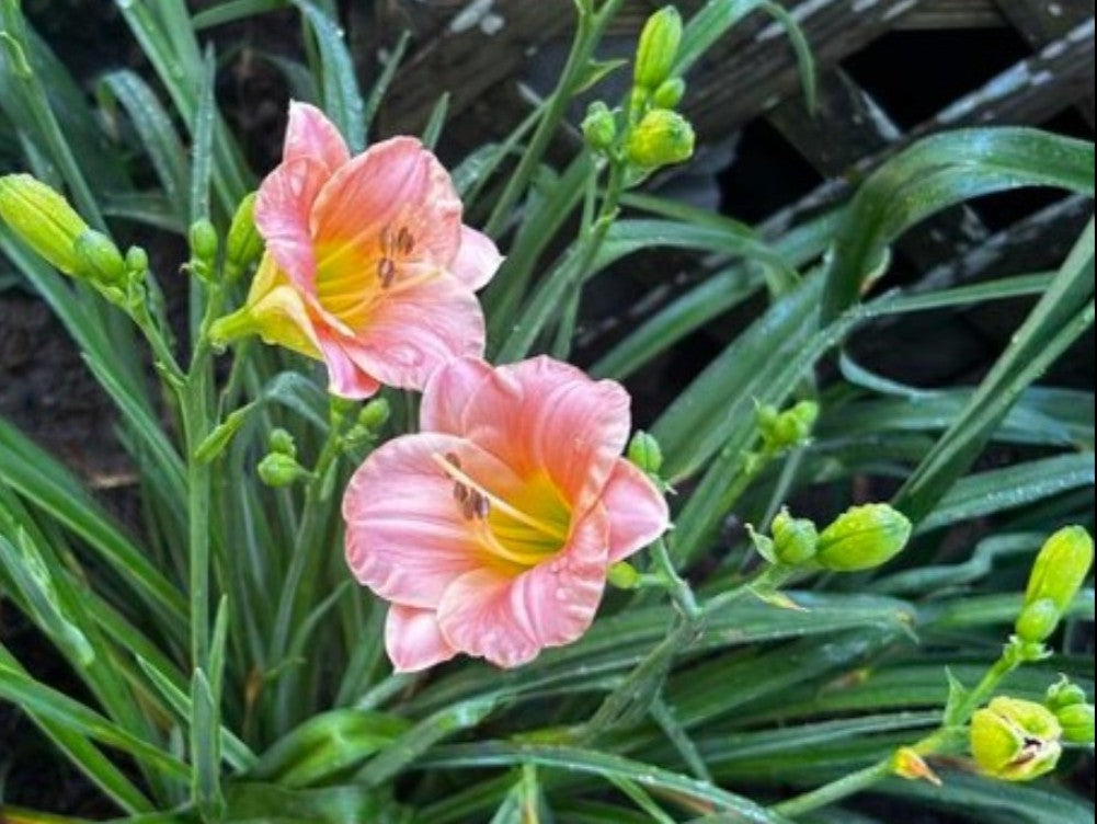 Daylily 'Pink Puff' Showy and Fragrant 3.5" Pink Blooms on 21" Scapes