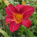 Daylily 'Red Volunteer' Rich Velvety Red 7" Flowers on 30" Scapes