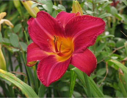 Daylily 'Red Volunteer' Rich Velvety Red 7" Flowers on 30" Scapes
