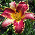 Daylily 'Vampire Fish' 9" Toothed Edged Rose Pink Blooms on 38" Scapes