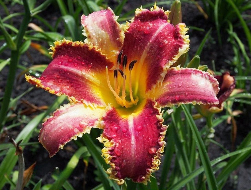 Daylily 'Vampire Fish' 9" Toothed Edged Rose Pink Blooms on 38" Scapes