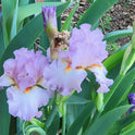 Tall Bearded 'Oui Madame' Iris, 38" with Lavender Ruffled Flowers Showy Blooms