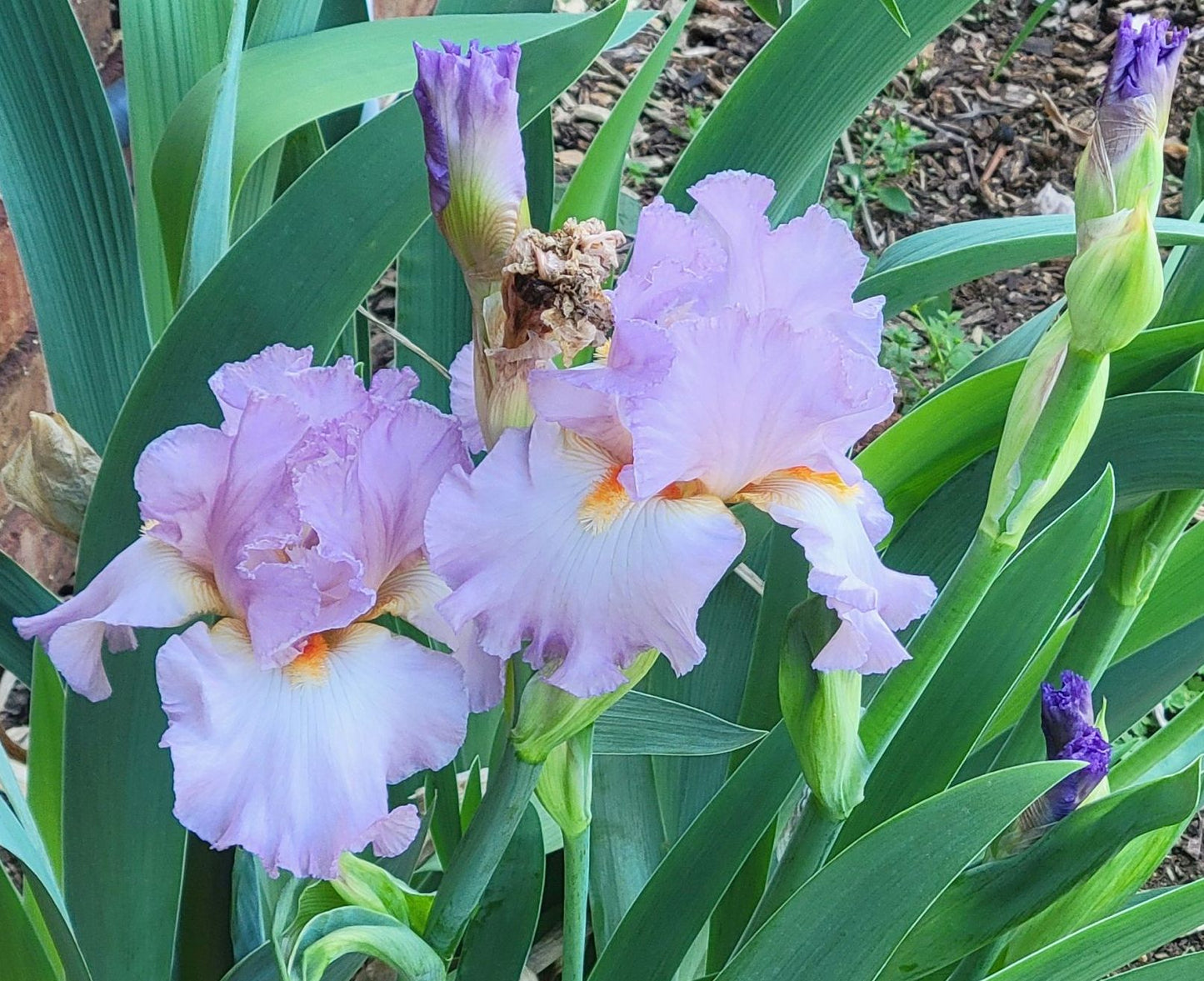 Tall Bearded 'Oui Madame' Iris, 38" with Lavender Ruffled Flowers Showy Blooms