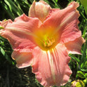 Daylily 'Platinum Palette Sweet Liberty' Watermelon Pink Blooms, 24" Scapes