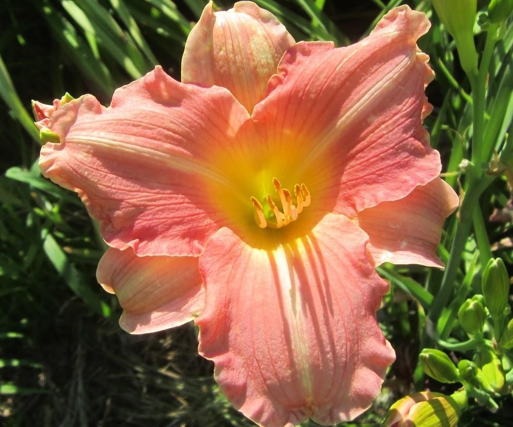 Daylily 'Platinum Palette Sweet Liberty' Watermelon Pink Blooms, 24" Scapes
