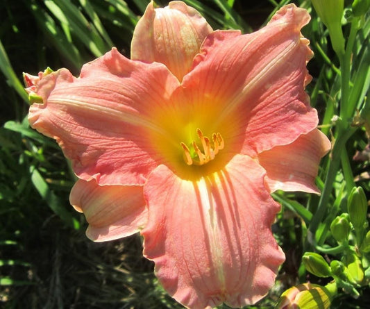 Daylily 'Platinum Palette Sweet Liberty' Watermelon Pink Blooms, 24" Scapes