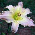 Daylily 'Divine Light' Large Showy 8 1/2 Lavender Yellow Blooms on 36" Scapes